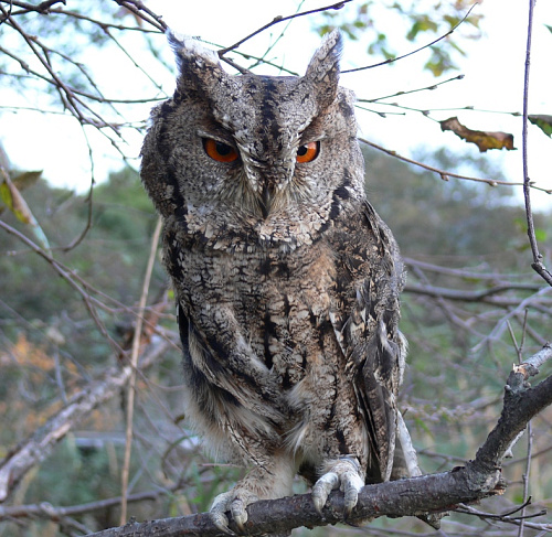 ����������� �����